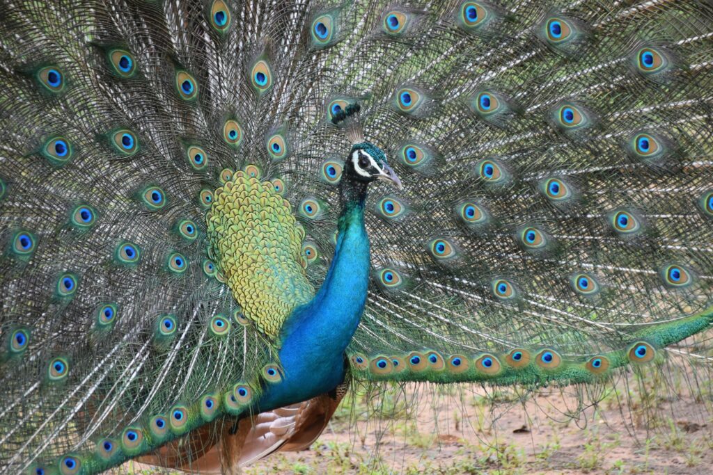 pecock sri lanka